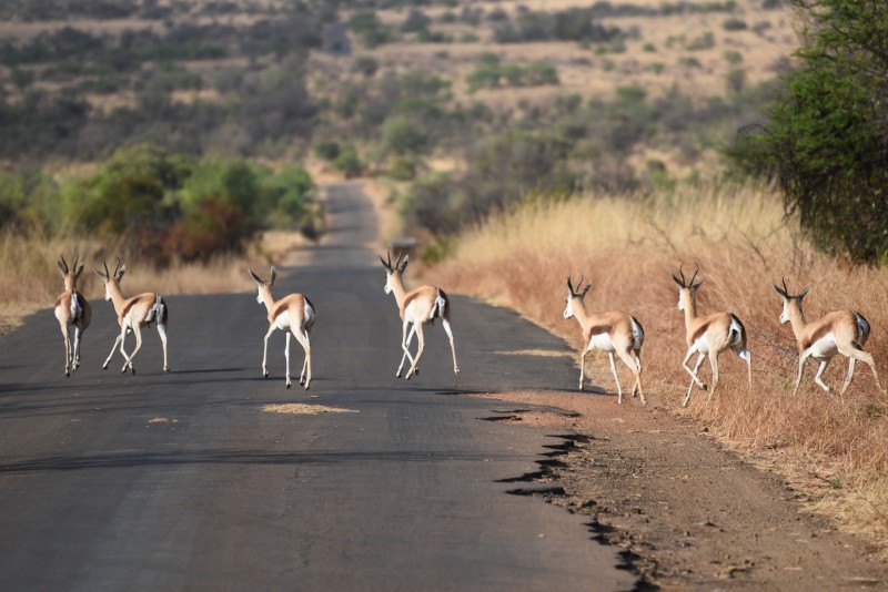 - 78 - Teď je cesta naše.jpg